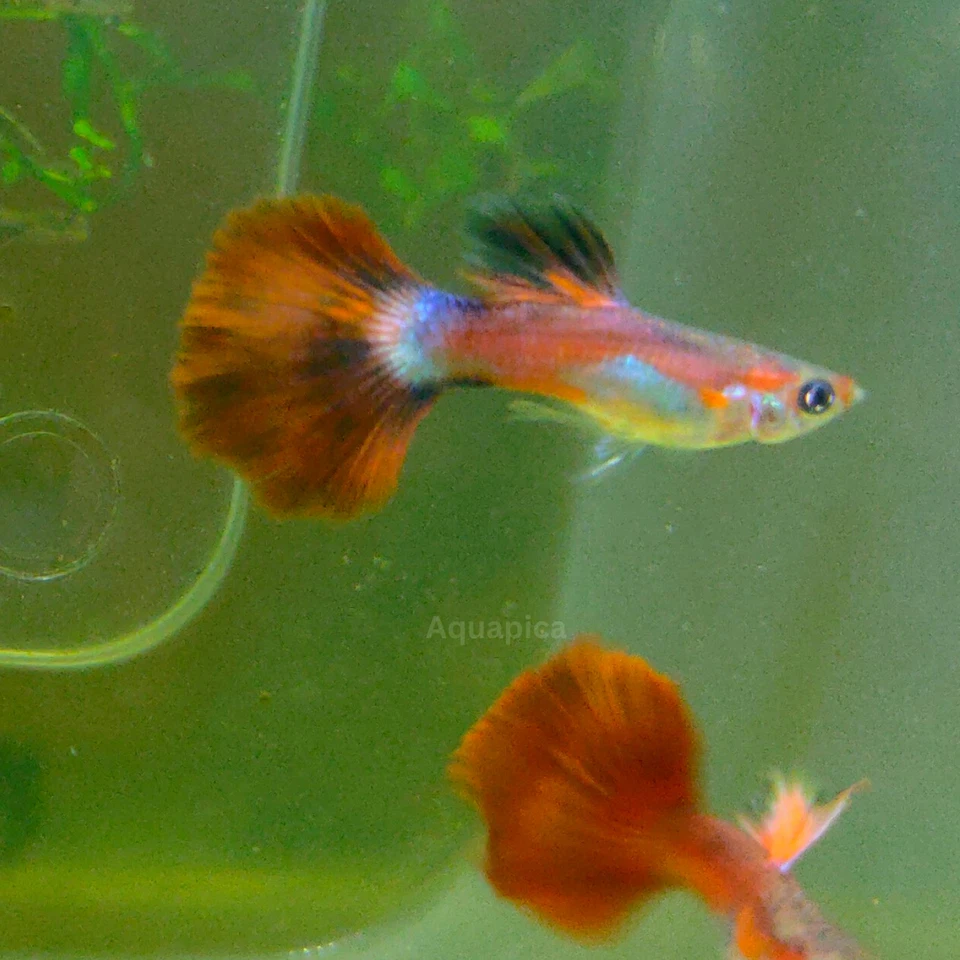 GUPPY FISH FLAMINGO RED ROSE - PAIR (FEMALE+MALE) - Image 3 of 4