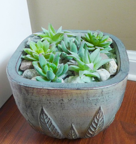 6 grüne künstliche Mini Pflanzen verschiedene Sukkulenten Gras - Bild 1 von 3