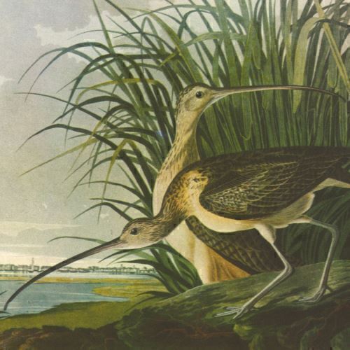 AUDUBON Print Vintage LONG BILLED CURLEW Original Roger Peterson LARGE 12x9 ART