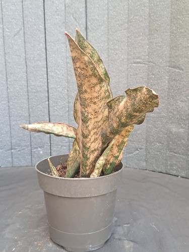 Sansevieria kirkii cv. "Coppertone" PLANT ebay-P077 - Imagen 8 de 17