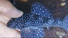 L004 Pleco • Peckoltia sp. • Rare Live Freshwater Catfish • Aquarium Pleco Fish