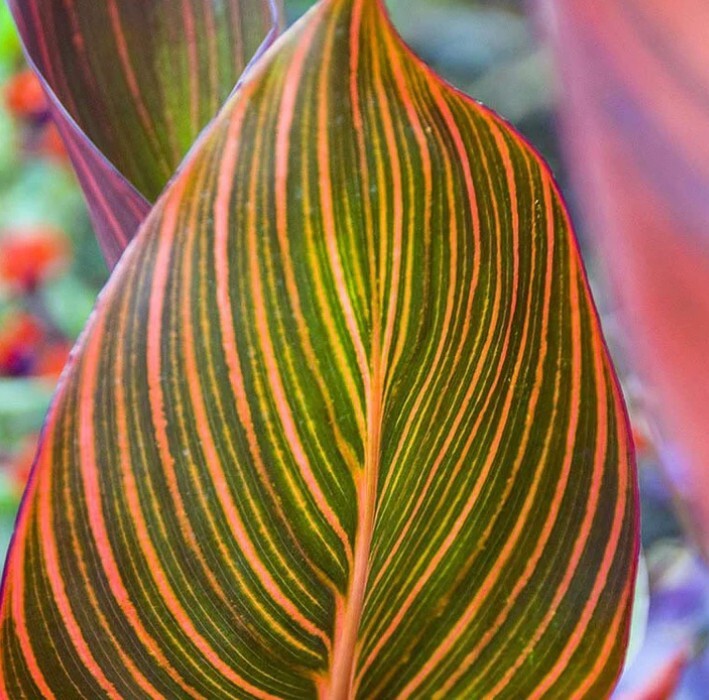 Canna Lily Plant Rhizome Phasion Variegated Tropicanna 1 Rhizome Orange Blooms Falak Tayyeb