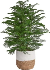  Live Large, 3-4 Feet Tall Indoor Tree Planter Norfolk Island Pine Tree