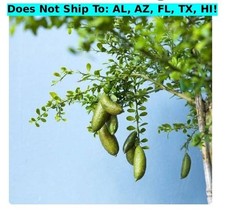Australian Finger Lime Semi-Dwarf Tree 24"H Indoor Tropical Self-fertile Plant