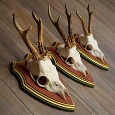 Bois De Cèdre Plaques Trophées Avec 3 Chevreuils En Bois De Cerf 22.1361