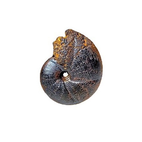 5Pcs Ancient Marine Life Fossils Rough Collection Ornament Teaching Specimen - Picture 6 of 8