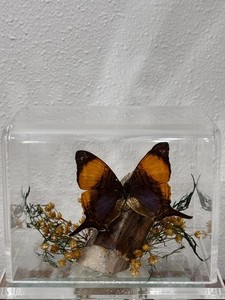 Real Orange Oakleaf Butterfly Specimen Display — Kallima inachus — Leaf Mimic —