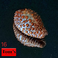 Cypraea Jenneria pustulata #16  20.2mm GORGEOUS BEAUTY from Panama