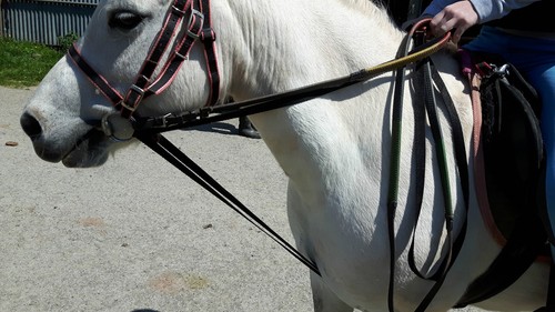 DRAW REINS. 4 SIZES 3/4in wide web various colours - Picture 3 of 39