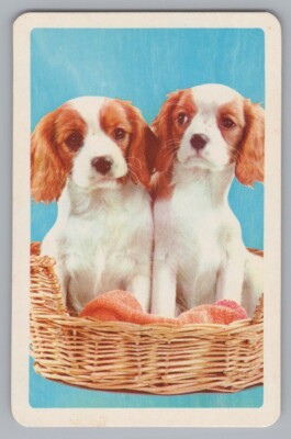 Q) ONE Single Swap Playing Card Artistic Dog Canine Vintage King Of Spades