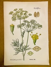 1886 ANTIQUE PICTURES LITHOGRAPH ART PRINT BOTANY FLOWER FLORA NATURE DECO PO...