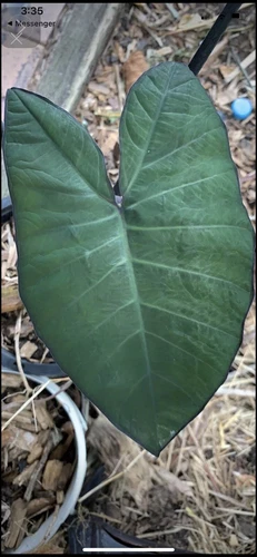 Elephant Ear Xanthosoma Violaceum BLUE TARO