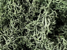 Bergamo Art 200g Preserved Reindeer Moss in Grass Green