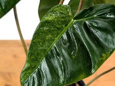 Philodendron El Choco x Billietiae Variegated - Exact Plant #31A