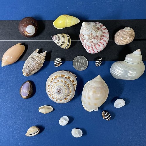 Arte artesanal de conchas de mar natural coloridas de Japón - Imagen 2 de 20