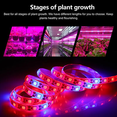 potted ranunculus plant Ranunculus Dwarf Tomer Mixed Corms Bulbs Growing Bonsai Roots Rhizomes  Tubers Potted Planting Reblooming Fragrant Garden Species Blooms Flower  Seeds Plant Gardening