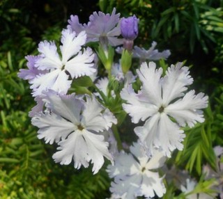 2 Primula Sieboldii 'Ice Princess' Lav. Planta de pronamula perenne de sombra de flores