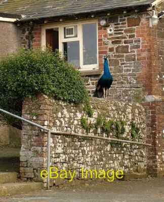 Photo 6x4 Peacock, Nutton Farm Dipple/SS3417 This proud creature oversaw c2008