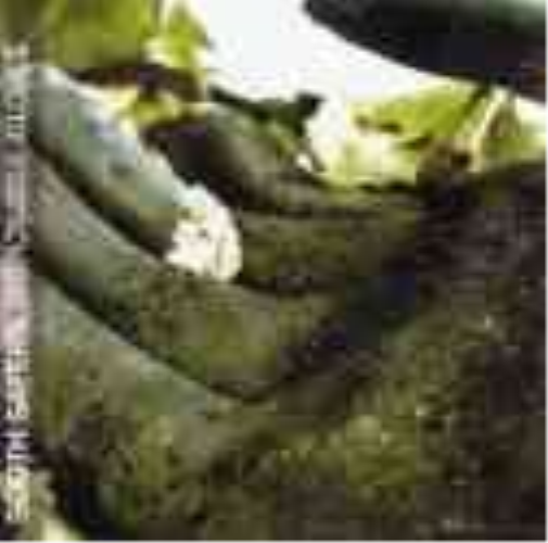 Sooth Sayers Disposable Gloves (CD)