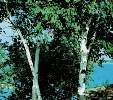 Pointe Aux Barques Michigan Caseville Port Austin Lake Huron LL Cook