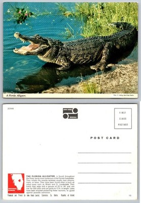 Vintage John Hinde Florida Alligator Postcard Everglades Wildlife Photo Chrome