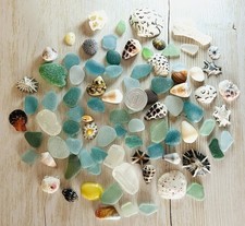 rare sea Shell from Japan Surf-Tumbled Beautiful Shell from OKINAWA small