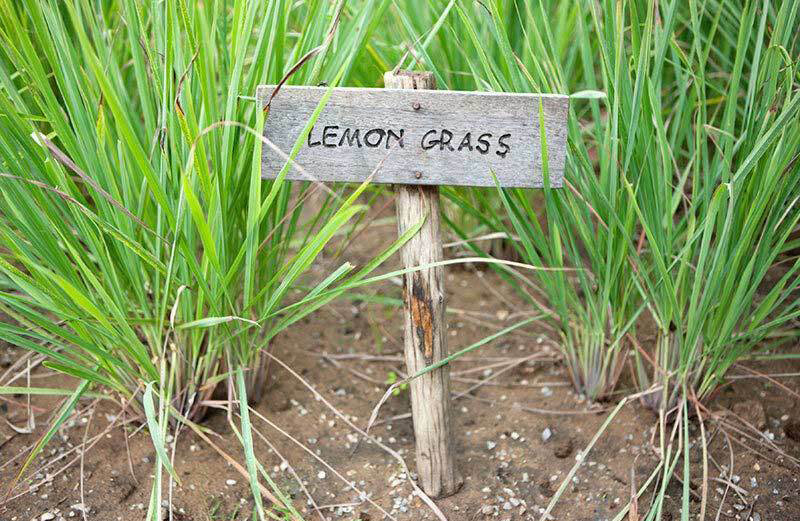 CITRONELLA - LEMON GRASS, 30 SEMI + OMAGGIO