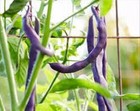 BEANS PURPLE QUEEN DWARF SEEDS Vegetable Seeds Dwarf Bean French Bean Seeds