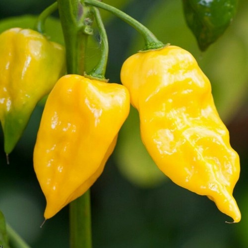 SEMI DI PEPE GIALLO LIMONE HABANERO NON OGM super caldi OUCH ESOTICO GUARDA FUORI! - Foto 7 di 10