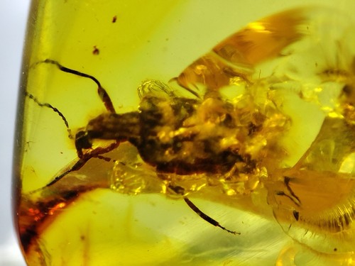 Fossil amber Insect Burmese burmite Cretaceous insect Myanmar - Picture 3 of 3