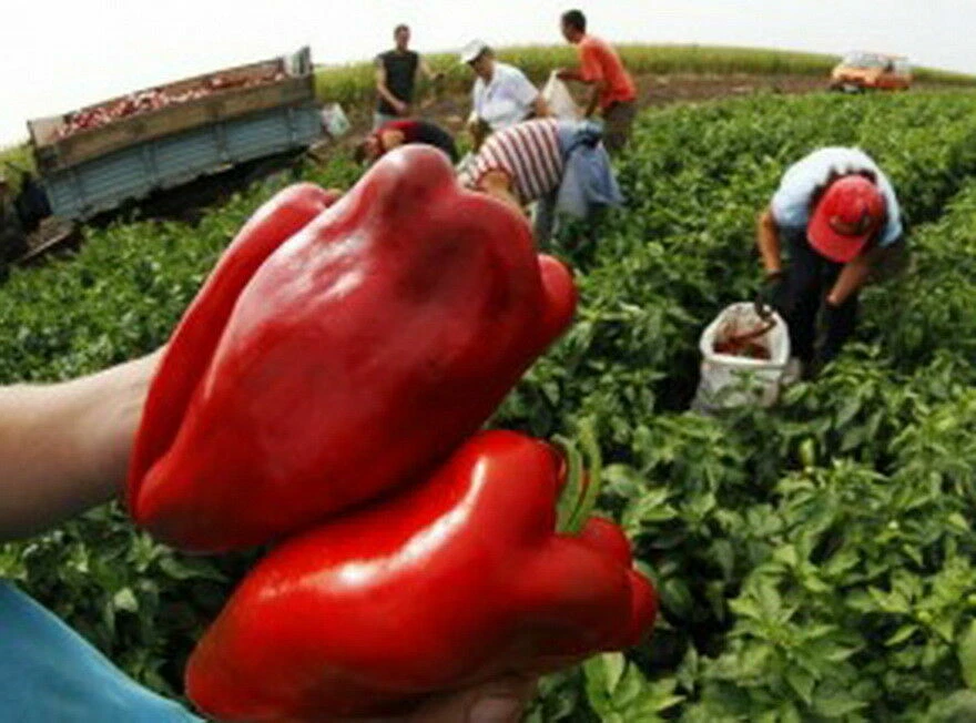 25 graines POIVRON GÉANT OREILLE ÉLÉPHANT ROUGE DE SERBE + HOMMAGE - Photo 2/3