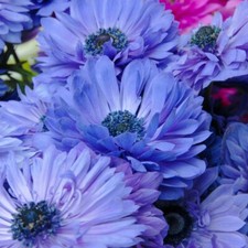 20 x ANEMONE BLUE CORONARIA Lord Lieutenant BULBS CORMS SPRING