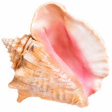 Large Queen Pink Conch Shell Natural Sea Shell Beach Coastal Wedding Decor 7-10