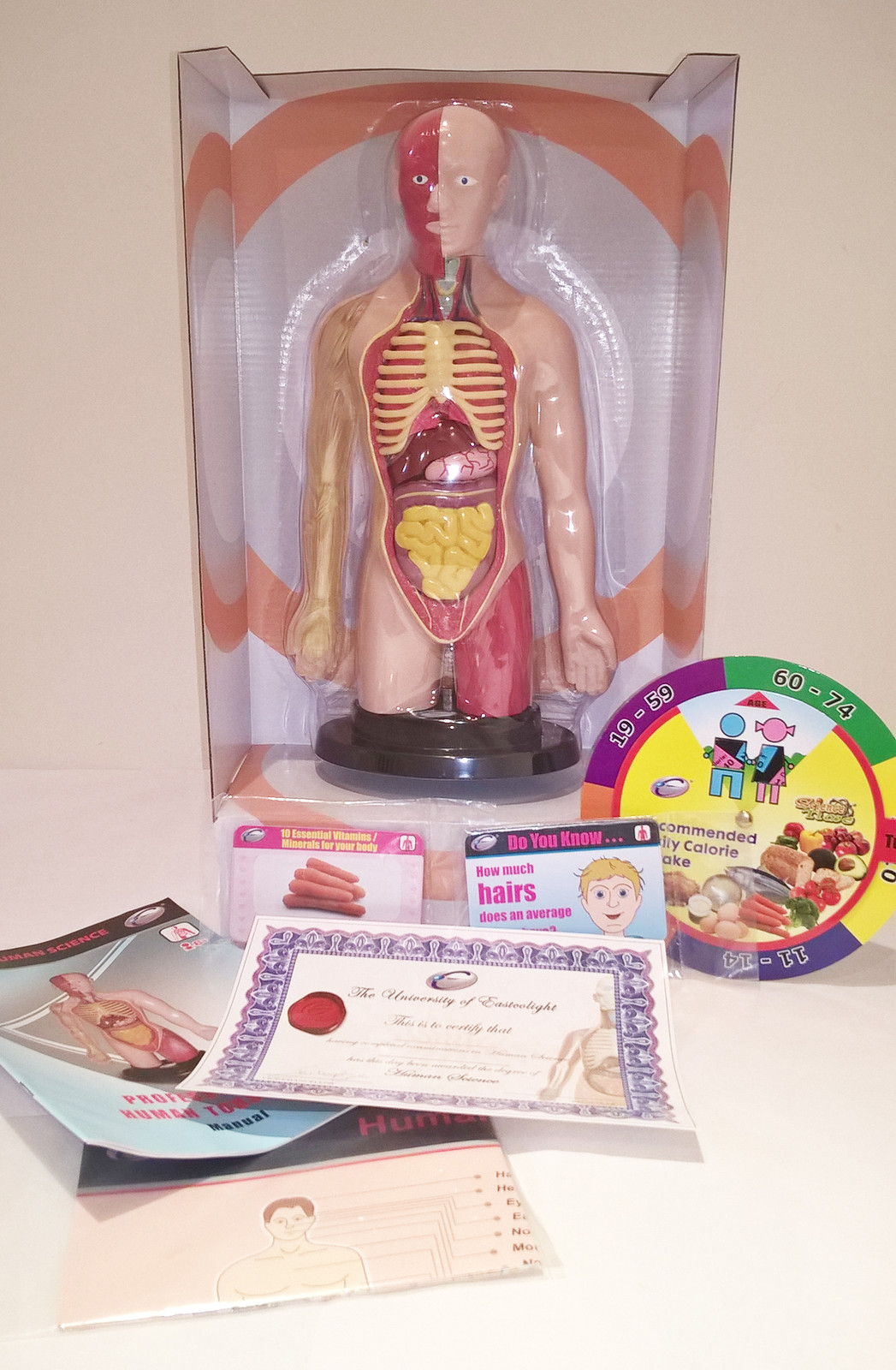 Human Torso Science Educational Set - Realistic - Over 40 Pieces - NEW Human Torso Science Educational Set - Realistic - Over 40 Pieces - NEW