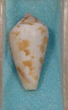 Conus Ermineus 26mm Aricite Canzarote,Canary Islands formerly Ermineus Grayi