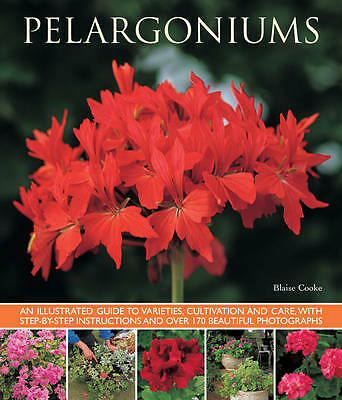 Pelargoniums by Blaise Cooke (Paperback Book) - Image 2