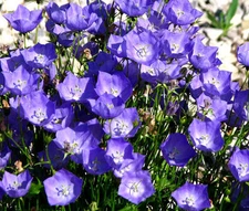 BELLFLOWER TUSSOCK BLUE Campanula Carpatica - 5,000 Bulk Seeds