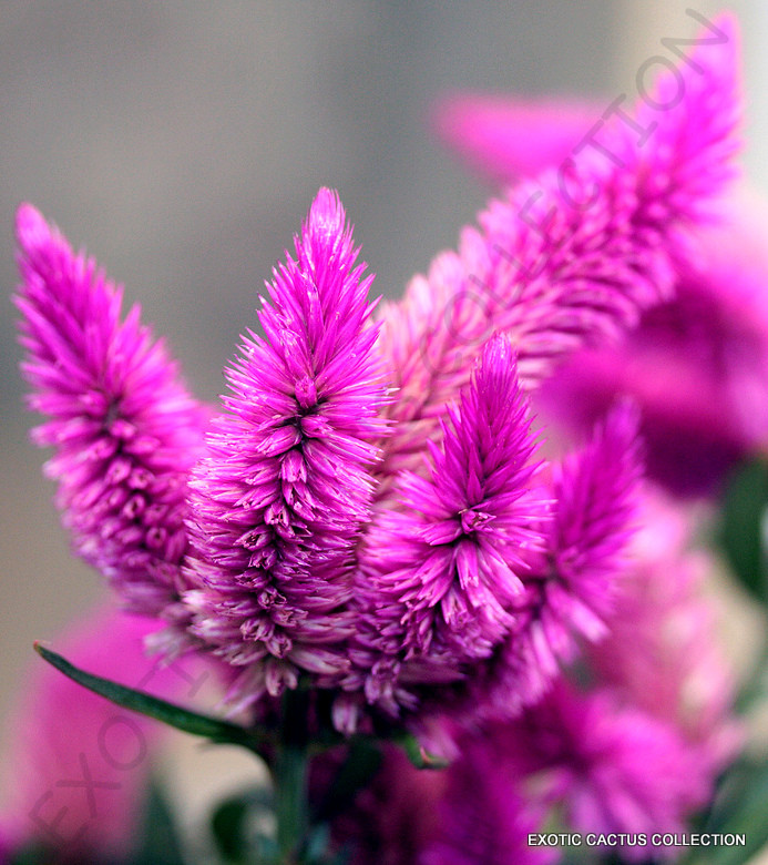 RARE CELOSIA SPICATA Flamingo Feather purple pink fuschia flowers