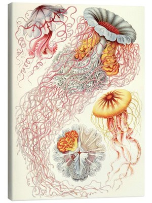 Leinwandbild Semaeostomiden, Discomedusae - Kunstformen der Na... - E. Haeckel