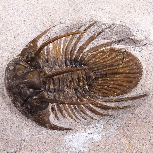 TRILOBITE Kolihapeltis chlupaci hollardi - Imagen 3 de 6