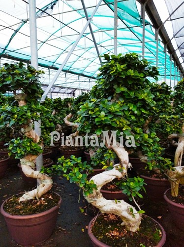 Bonsai Ficus Ginseng S-shape - PiantaMia - Albero ornamentale - Pianta Bonsai - Foto 3 di 7