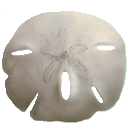 Sand Dollar Online