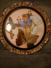  Vintage 5 Schmetterlinge hinter Glas mit Edelsteinrand Brasilien