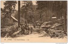 CORSICA FRANCE EVISA FOREST OF AITONE EVISA LA FORÊT D AITONE DONKEYS 1900s PC