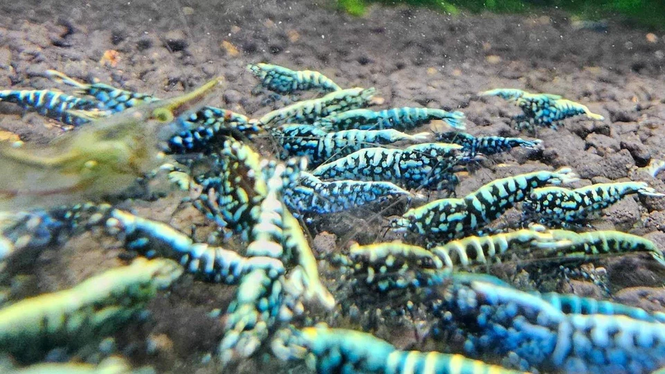 10 Top Grade Blue Galaxy Snowflake Fishbone Juvenile Shrimp. Live Shrimp - Image 2 of 4