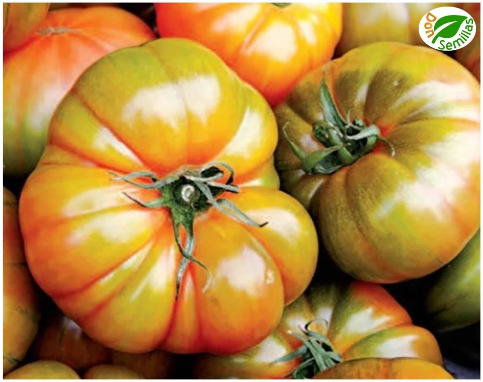 Tomate Muchamiel ( 50 semillas ) seeds