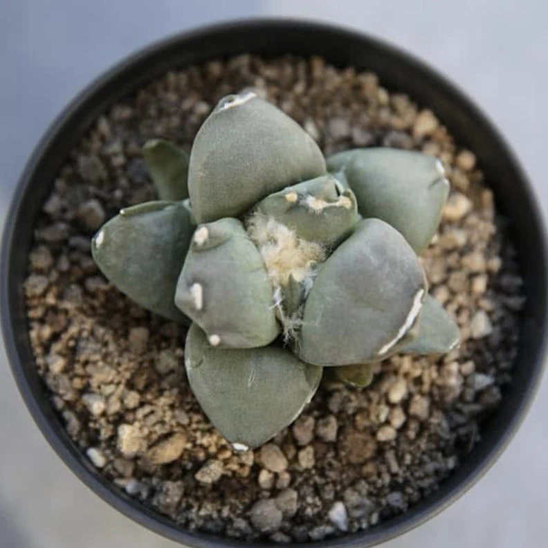 (10) Pack SEMILLAS Ariocarpus Retusus cv. Mituibo “Tri/Tres Dedos” VENDEDOR DE EE. UU. Foto 3 de 4
