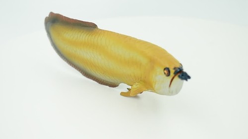 Golden Dragon Fisch, asiatische Arowana realistische Spielzeugfigur Modell 7" CH224BB119 - Video 1 von 1
