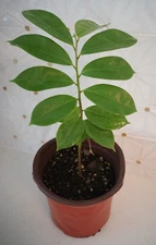 SOURSOP TREE Guanábana 5''  Tropical Fruit Tree In Pot