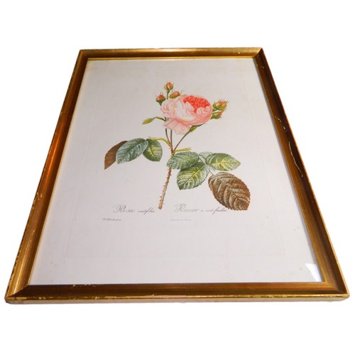 EXTREMELY RARE 1817 REDOUTÉ FOLIO Hand-Colored Stipple Engraving ROSA CENTIFOLIA - Picture 3 of 8